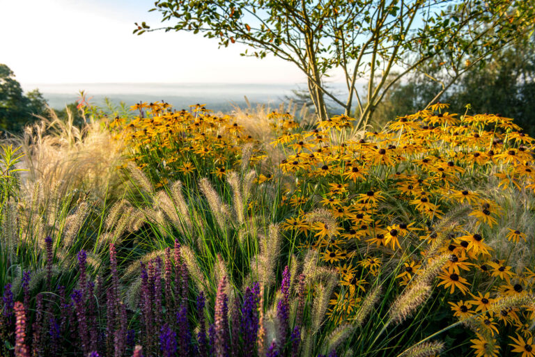 A dynamic late summer planting mix of rudbeckia and salvia is softened by the addition of pennisetum ‘Hameln’ and stipa tenuissima.