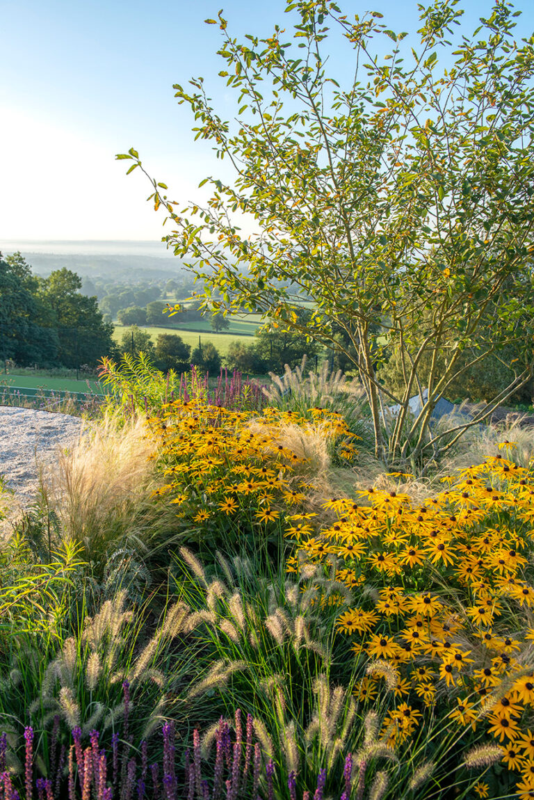 Underplanted amelanchier lamarckii with stipa glowing in the morning light.